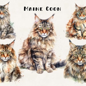 Maine Coon chat Clipart aquarelle Illustration utilisation commerciale Digital Design Bundle pour POD Sublimation Scrapbooking Collage