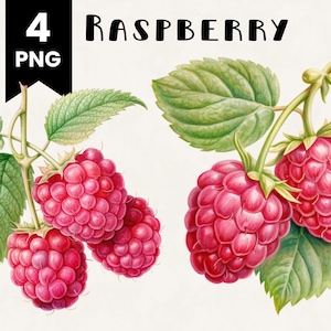 Raspberries Clipart Bundle Commercial Use Watercolor Raspberry Fruit Digital Design Bundle PNG Files