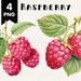 Raspberries Clipart Bundle Commercial Use Watercolor Raspberry Fruit ...