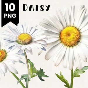 10 Daisy Flower Watercolor Clipart Bundle Wedding Invitations Commercial Use Digital Design Bundle Collage Crafts PNG files