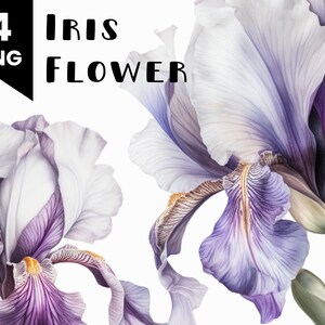 May include: Two watercolor illustrations of purple and white iris flowers. The flowers are in bloom and have a delicate, detailed design.