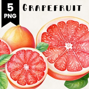 Grapefruit Clipart Bundle Commercial Use Watercolor Grapefruit Fruit Digital Design Bundle PNG Files