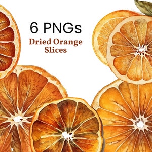 Boho Dried Orange Slices Clipart Aquarela Fruta Uso Comercial Permitido Design Digital Pacote Colagem Artesanato Frutas Clipart