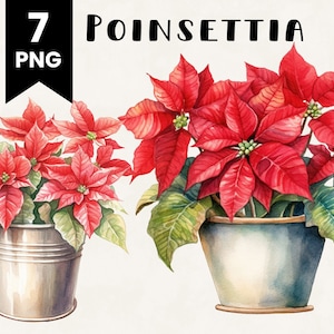 Poinsettia Clipart Bundle Uso Comercial Aquarela Poinsettia Bouquet Pacote de Design Digital Arquivos PNG