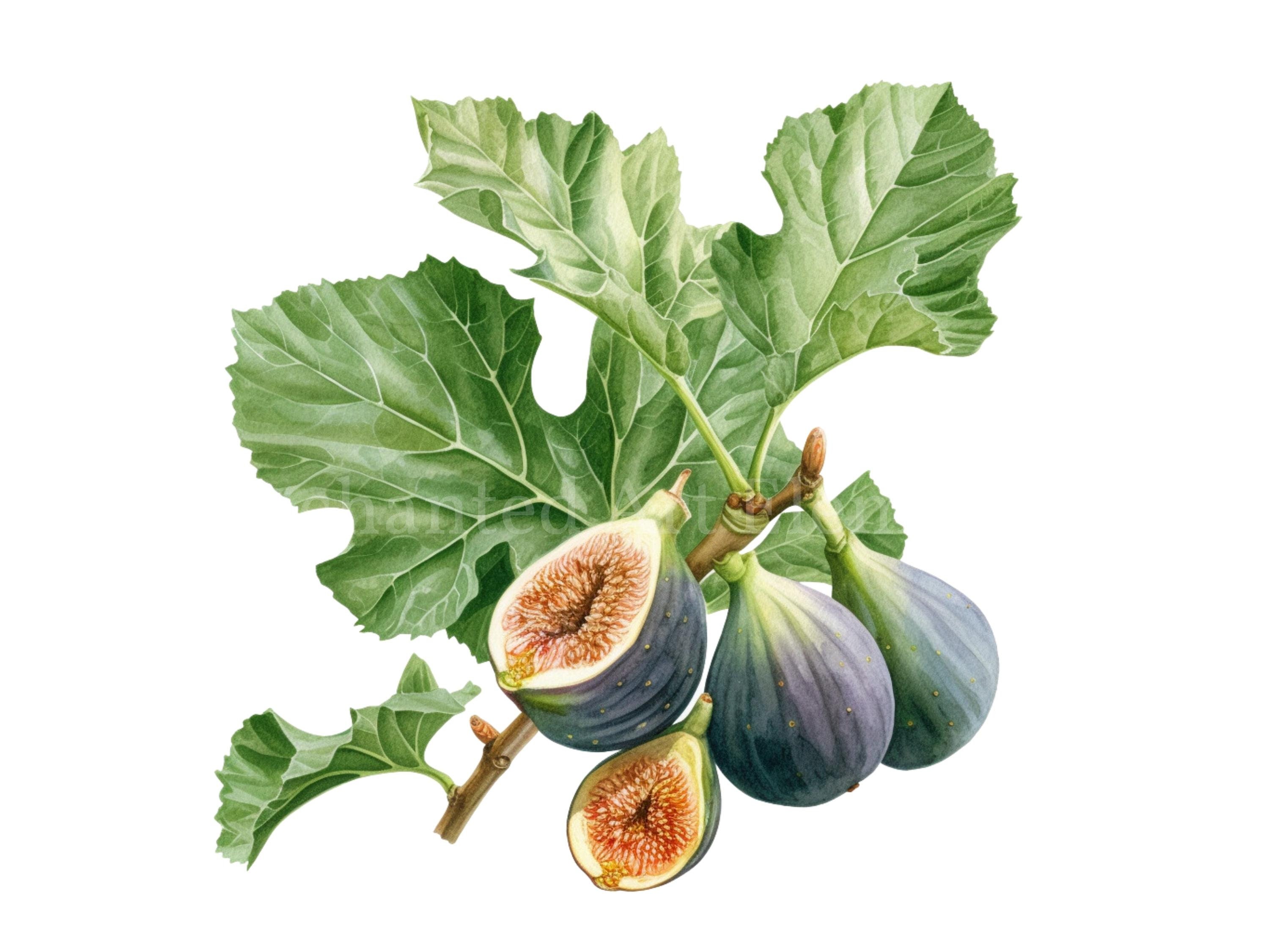 Fig Tree Branch Watercolor Illustration Fig Clipart Greek Invitation ...