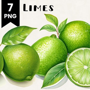 Lime Clipart Bundle Commercial Use Watercolor Limes Fruit Digital Design Bundle PNG Files