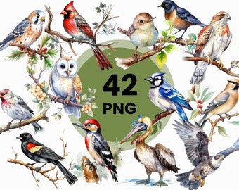 Pacote de clipart de pássaros em aquarela: 42 arquivos PNG, design para observação de pássaros (download digital)