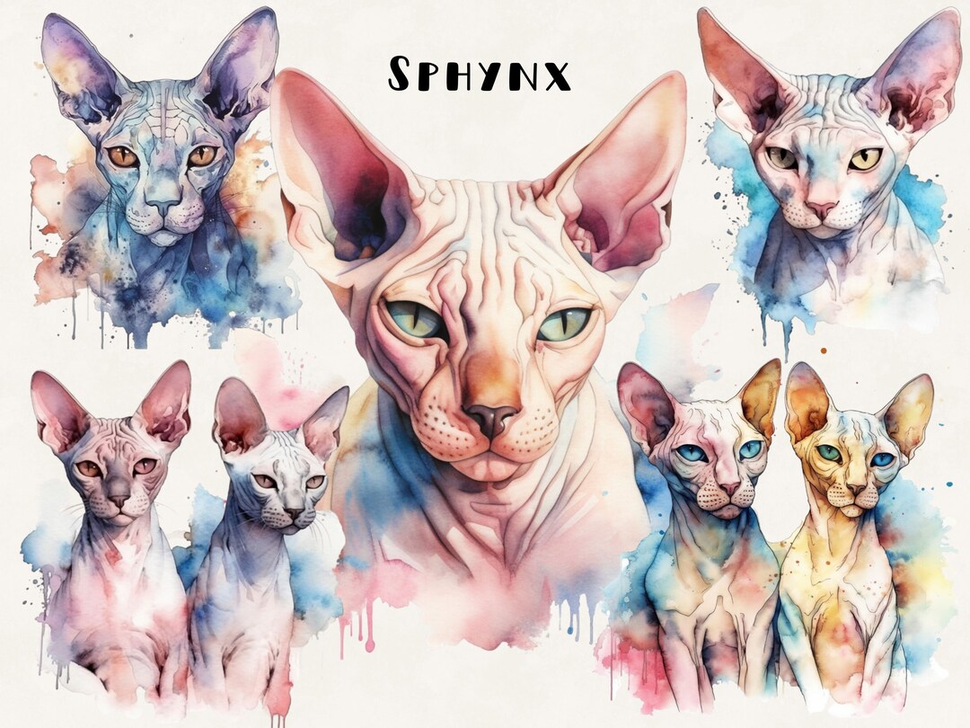 Sphynx Cat Watercolor Clipart: Commercial Digital Design Bundle ...