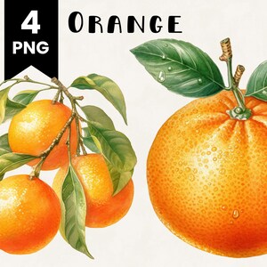 Orange Clipart Bundle Commercial Use Watercolor Oranges Digital Design Bundle PNG Files