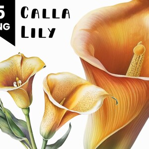 Może przedstawiać: Bukiet trzech żółtych lilii Calla z zielonymi liśćmi. Lilie są ułożone w gronie, z największą lilią w środku i dwoma mniejszymi liliami po bokach. Lilie mają delikatny, trąbkowaty kwiat z żółtym środkiem.