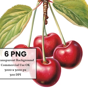 May include: A botanical illustration of cherries. The image shows a cluster of ripe, red cherries with green stems and leaves. The text in the image reads "6 PNG Transparent Background Commercial Use OK 3000 x 3000 px 300 DPI".
