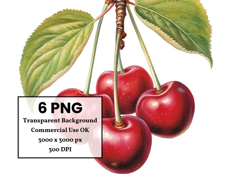 May include: A botanical illustration of cherries. The image shows a cluster of ripe, red cherries with green stems and leaves. The text in the image reads "6 PNG Transparent Background Commercial Use OK 3000 x 3000 px 300 DPI".
