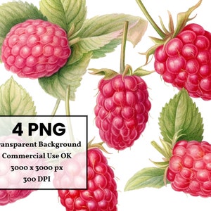 Raspberries Clipart Bundle Commercial Use Watercolor Raspberry Fruit ...