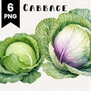 Puede incluir: Dos ilustraciones de acuarela de coles verdes. Una col es verde con un centro blanco, y la otra col es verde con un centro morado y blanco.