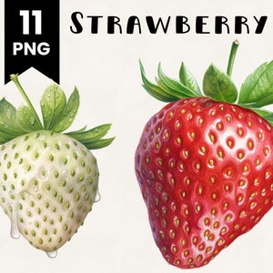 Fraise Clipart Bundle usage Commercial aquarelle fraise Digital Design Bundle fichiers PNG