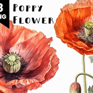 8 aquarelle coquelicot fleur Clipart Bundle utilisation commerciale autorisée Digital Design Bundle Collage artisanat fichiers PNG