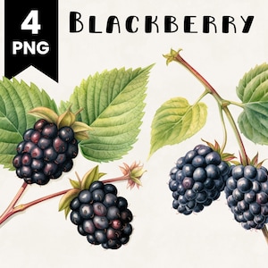 Blackberry Clipart Bundle Commercial Use Watercolor Blackberries Fruit Digital Design Bundle PNG Files