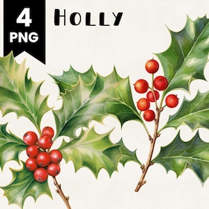 Holly Clipart Bundle Commercial Use Watercolor Holly Leaf Digital Design Bundle PNG Files