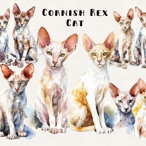 Cornish Rex katt akvarell clipart: Digital konstpaket (kommersiellt bruk)