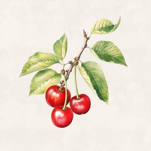 May include: Watercolor illustration of a cherry branch with three ripe, red cherries. The cherries are attached to a brown stem with green leaves. The leaves have a mix of green and yellow hues. The background is a light beige color.