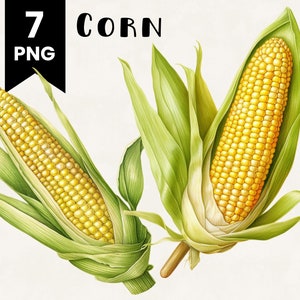 Corn Clipart Bundle Commercial Use Watercolor Corn Food Digital Design Bundle PNG Files