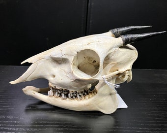 Real Bay Duiker Antelope Skull
