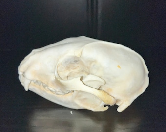 Real Raccoon Skull