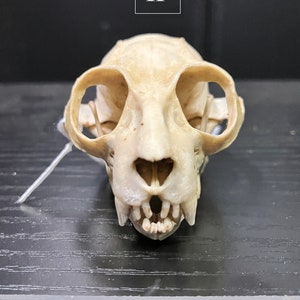 Real Central African Potto Primate Prosimian Skull