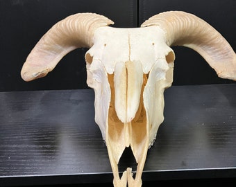 Real Ram Sheep Skull