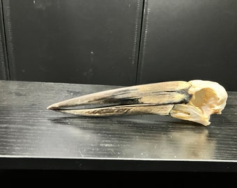 Real African Openbill Stork Bird Skull