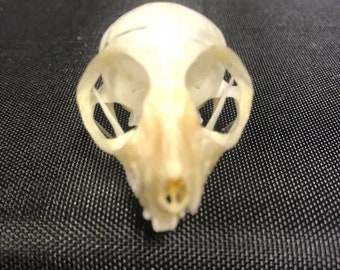 Real Southern Needle-clawed Bushbaby Galago Prosimian Skull (B-Grade)