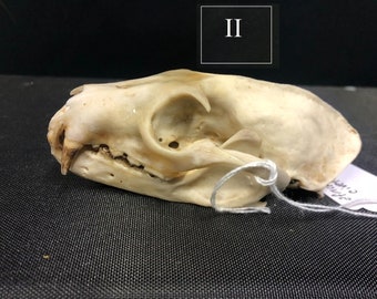 Real African Palm Civet Skull