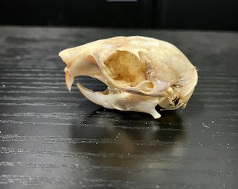 Real Eastern Gray Squirrel Rodent Skull