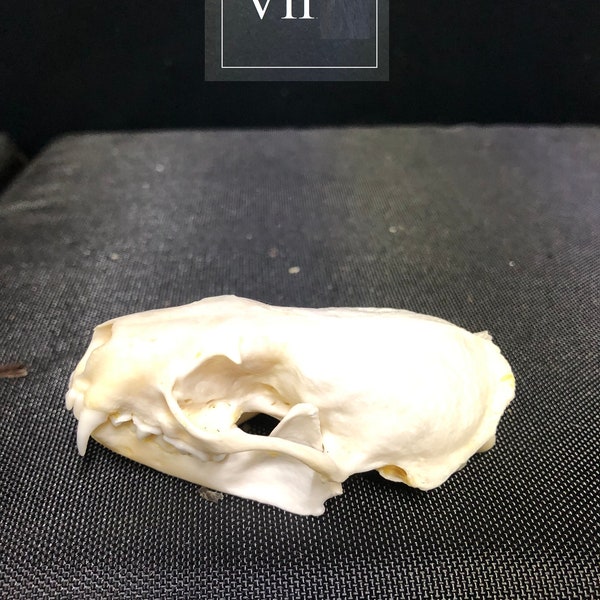 Real American Mink Skull