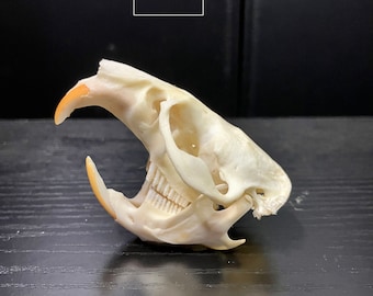 Real Muskrat Skull