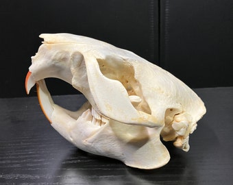 Real North American Beaver Rodent Skull Large