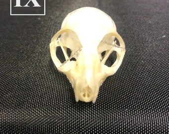 Real Southern Needle-clawed Bushbaby Galago Prosimian Skull