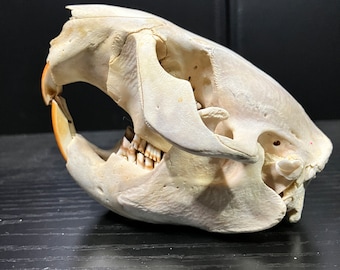 Real North American Beaver Rodent Skull Small