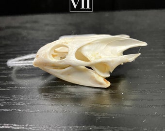 Real Chinese Softshell Turtle Skull