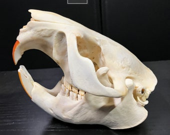 Real North American Beaver Rodent Skull Large