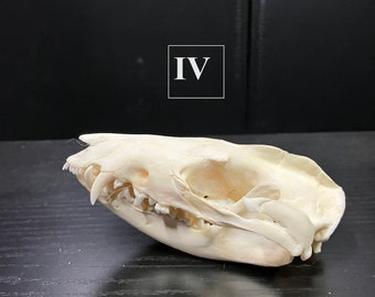 Real Virginia Opossum Possum Skull