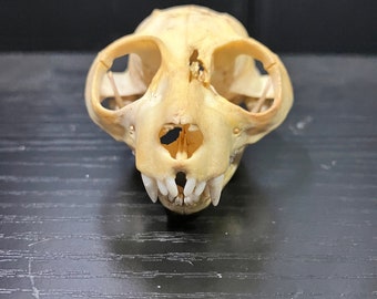 Real Central African Potto B-Grade Skull