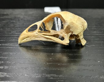 Real Chicken Bird Skull