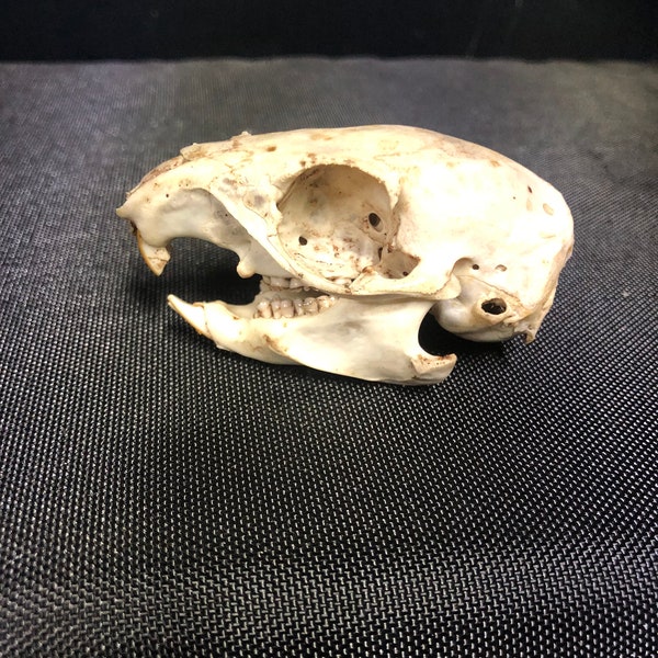 Real African Striped Ground Squirrel Rodent Skull