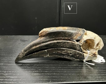 Real Female Black-casqued Hornbill Bird Skull
