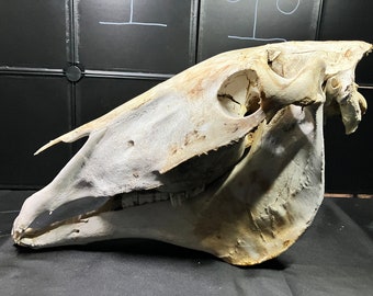 Real Domestic Horse Skull