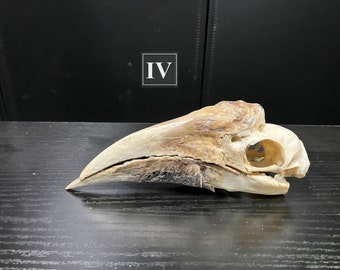 Real Female Yellow-casqued Hornbill Bird Skull