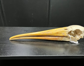 Real Yellow-billed Stork Bird Skull