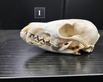 Real Red Fox Canine Carnivore Skull