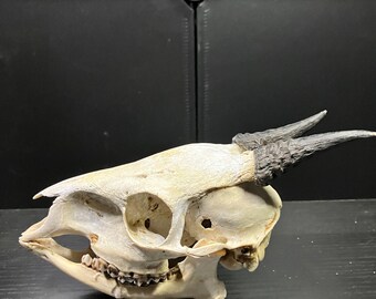 Real Ogilby's Duiker Antelope Skull